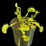 Venus Flytrap 'Towering Giant' - grows HUGE