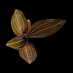 Photo of Ludisia discolor - Jewel Orchid 